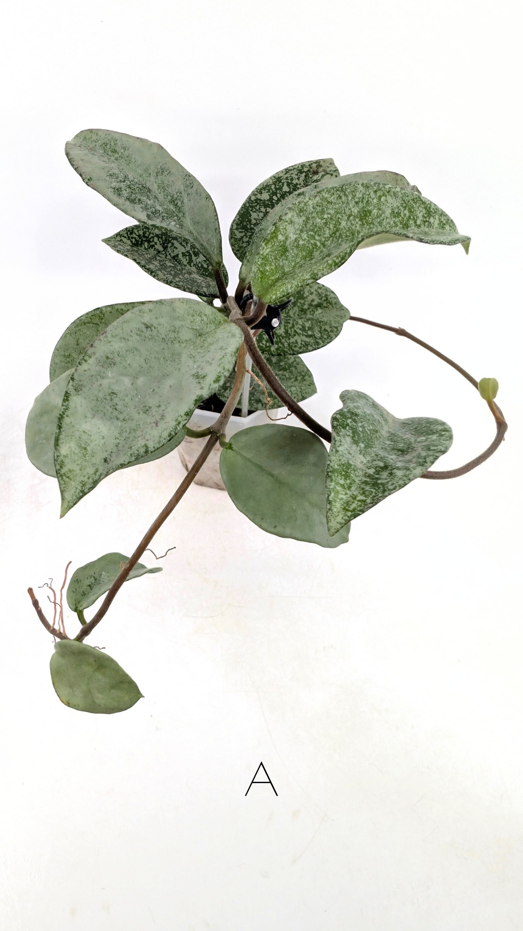 Hoya Nova Ghost — The Leaf Gallery